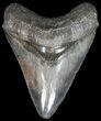 Serrated Megalodon Tooth - South Carolina #42236-1